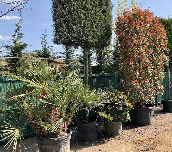 Vente / Achat PHOTINIA x fraseri Red Robin - Paysagiste Ppiniriste ORSAT  Lyon + environs